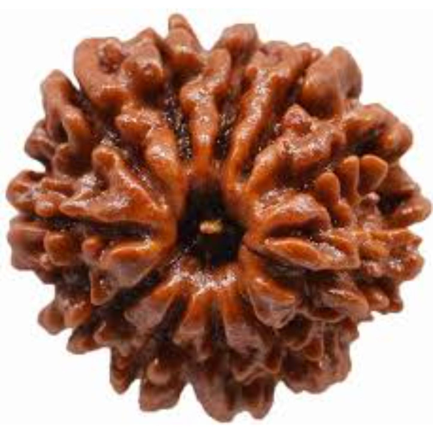 11 Mukhi Nepali Rudraksha