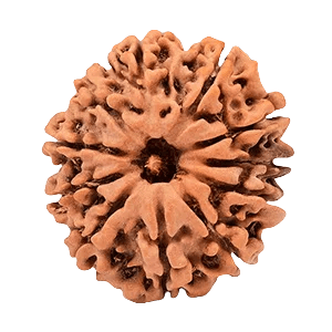 Eleven Mukhi Rudraksha
