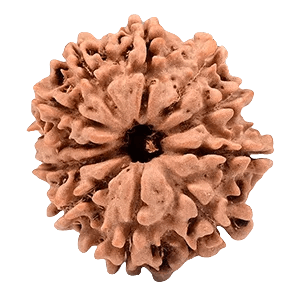 Eleven Mukhi Rudraksha