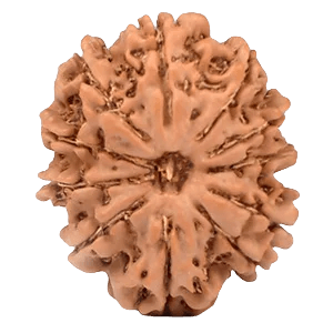 Eleven Mukhi Rudraksha