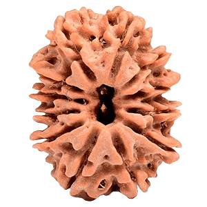 Twelve Mukhi Rudraksha