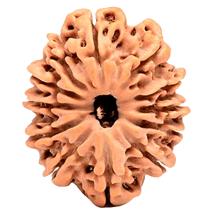Twelve Mukhi Rudraksha