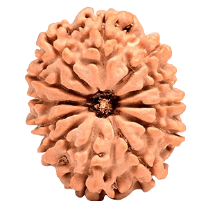 Twelve Mukhi Rudraksha