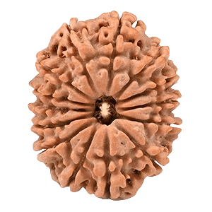 Fourteen Mukhi Rudraksha