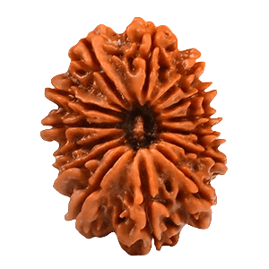Fourteen Mukhi Rudraksha
