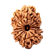 Fourteen Mukhi Rudraksha