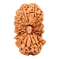 Eighteen Mukhi Rudraksha