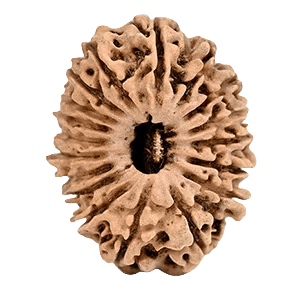 Eighteen Mukhi Rudraksha