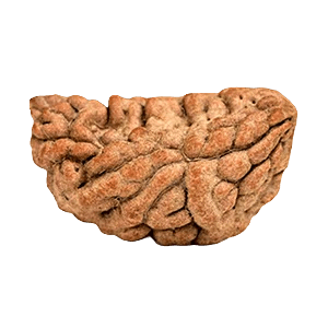 One Mukhi Rudraksha