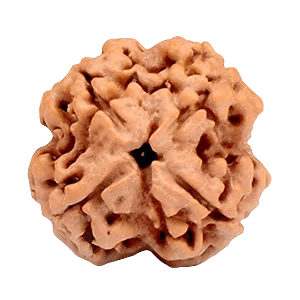 Four Mukhi Rudraksha