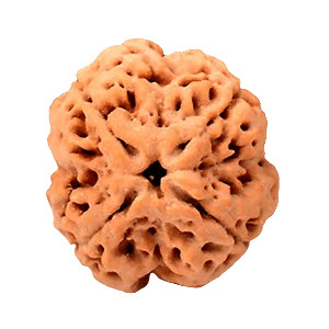 Four Mukhi Rudraksha