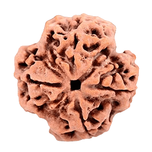 Four Mukhi Rudraksha