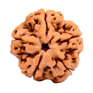 Five Mukhi Rudraksha