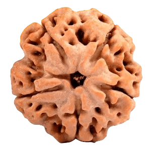 Five Mukhi Rudraksha