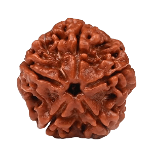 Five Mukhi Rudraksha