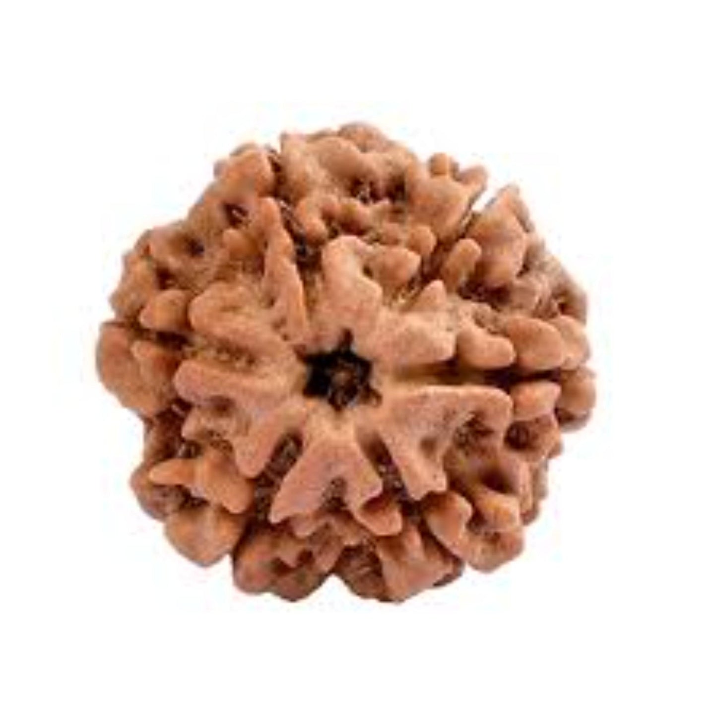 6 Mukhi Nepali Rudraksha