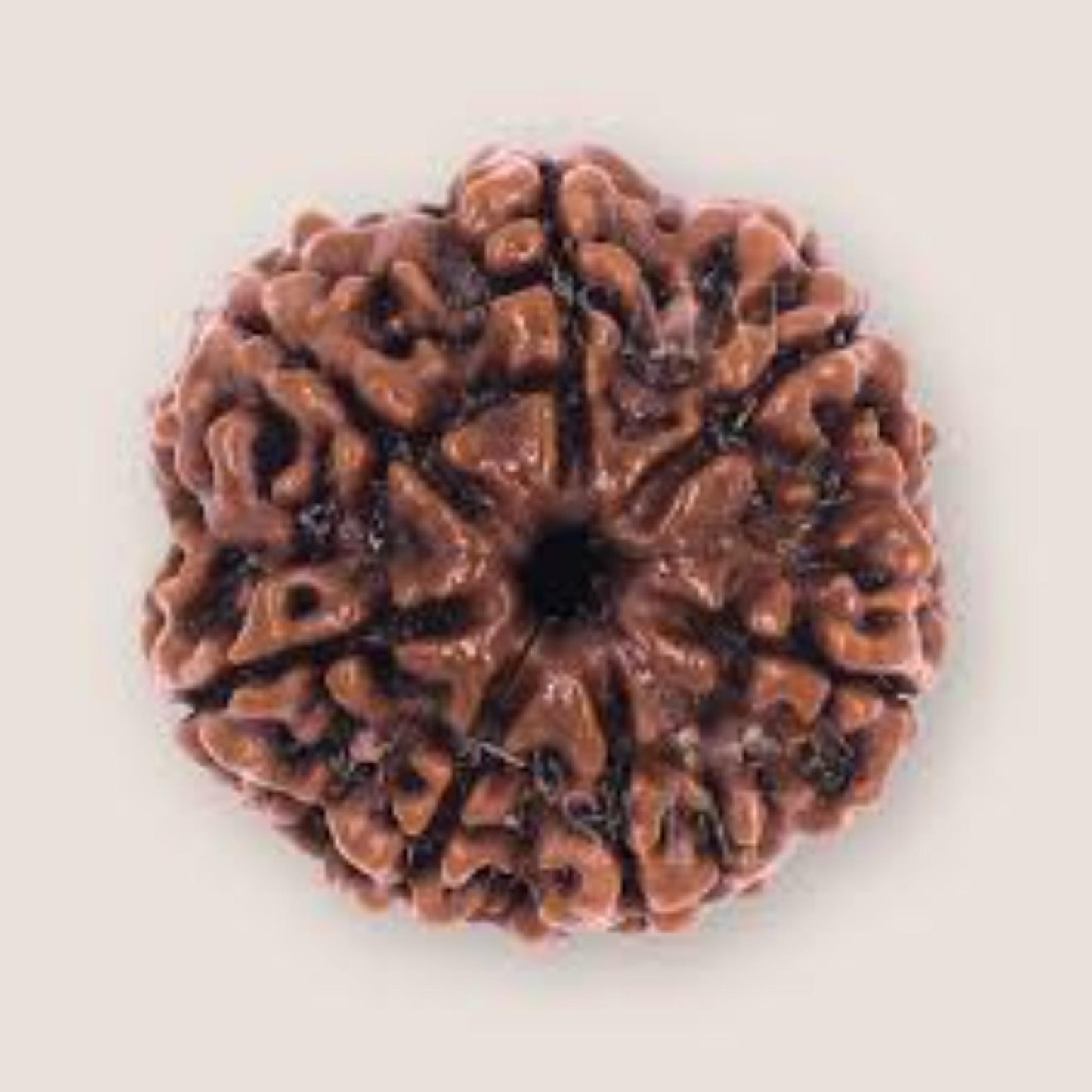 7 Mukhi Nepali Rudraksha