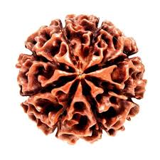 8 Mukhi Nepali Rudraksha