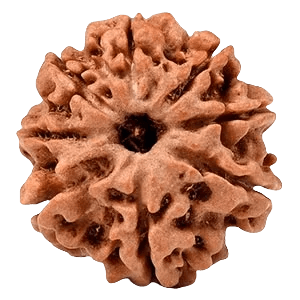 Eight Mukhi Rudraksha