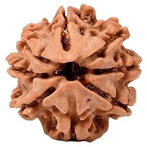 Eight Mukhi Rudraksha