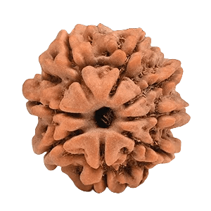 Eight Mukhi Rudraksha