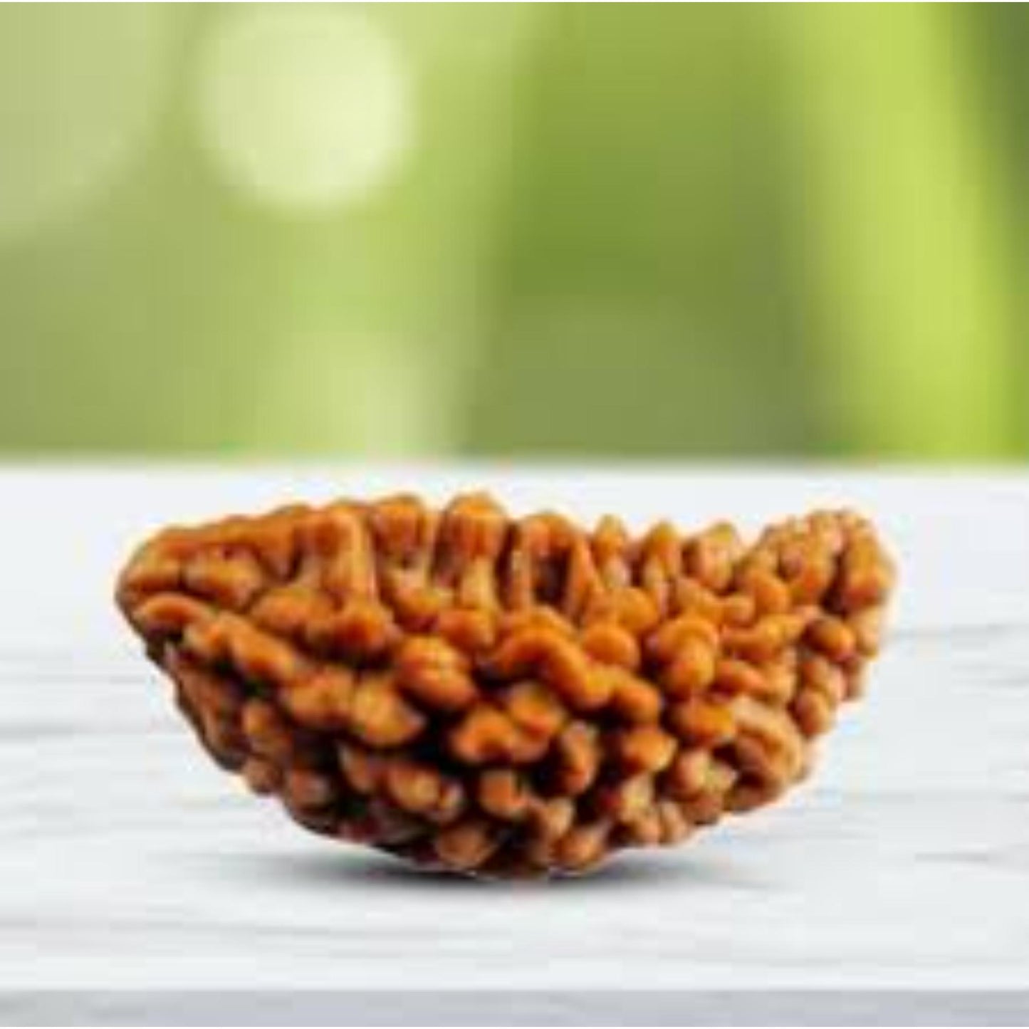1 Mukhi Nepali Rudraksha