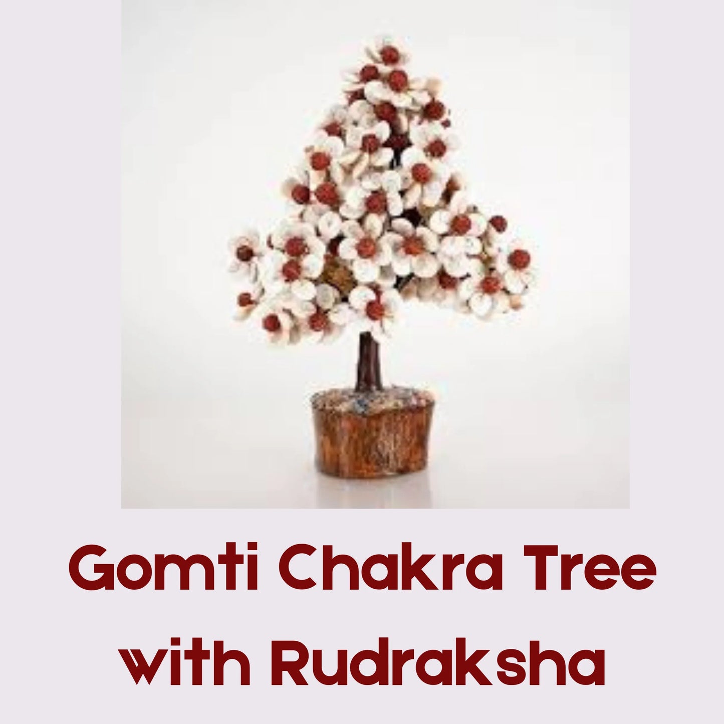 Gomti Chakra Tree with Rudraksha