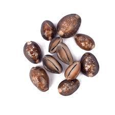 Natural Brown Cowrie Shells
