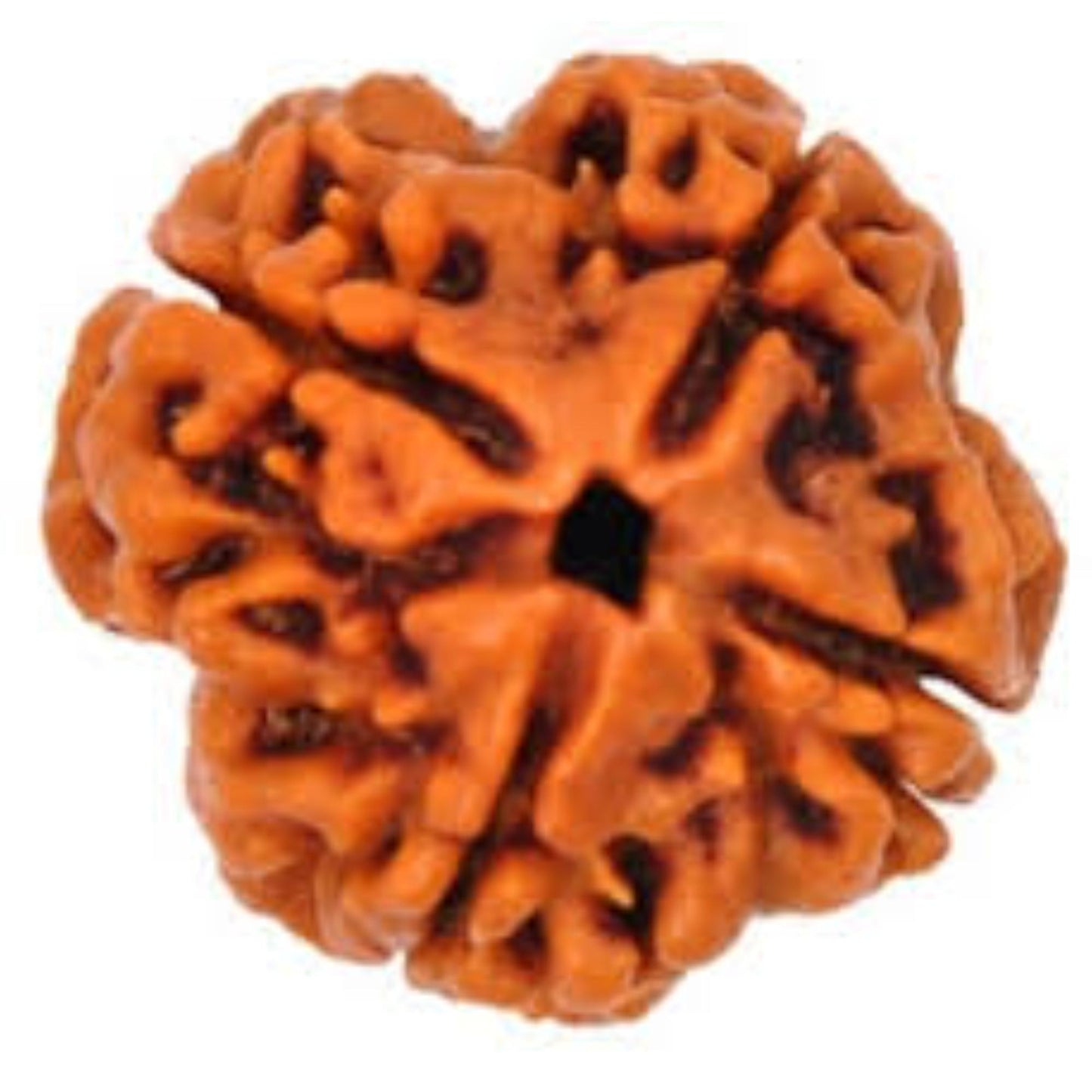 4 Mukhi Nepali Rudraksha