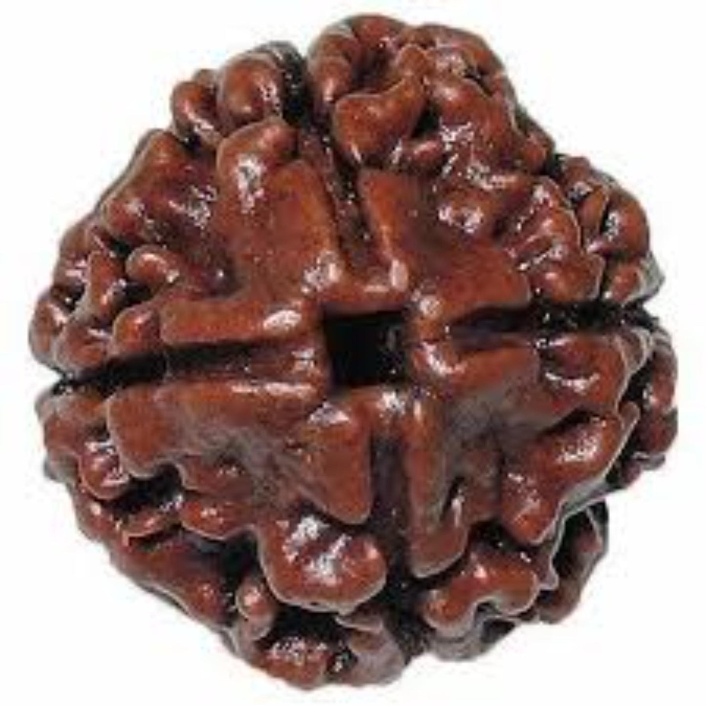 4 Mukhi Nepali Rudraksha
