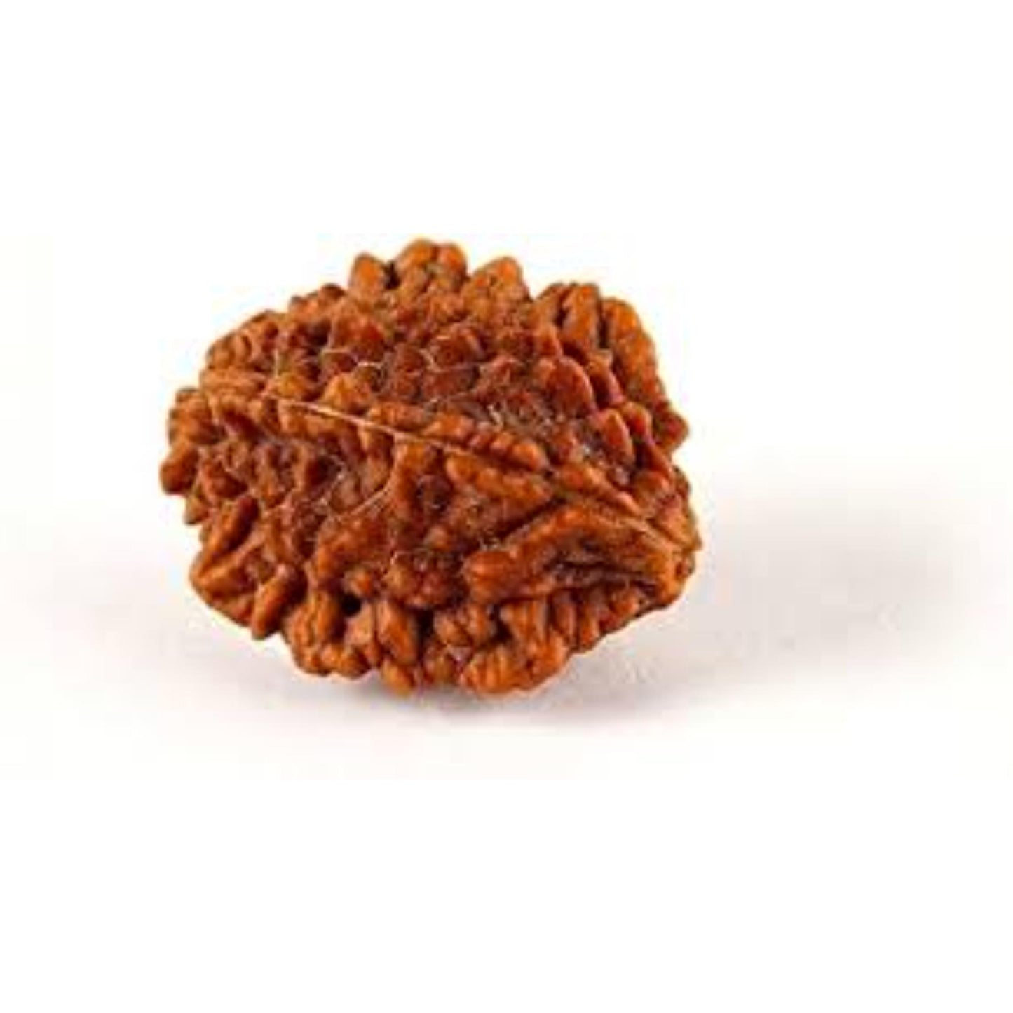 2 Mukhi nepali Rudraksha