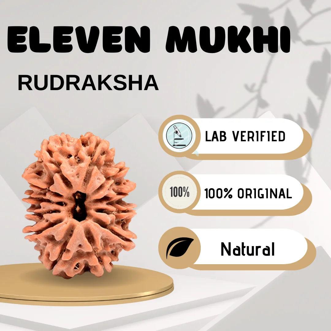 Eleven Mukhi Rudraksha