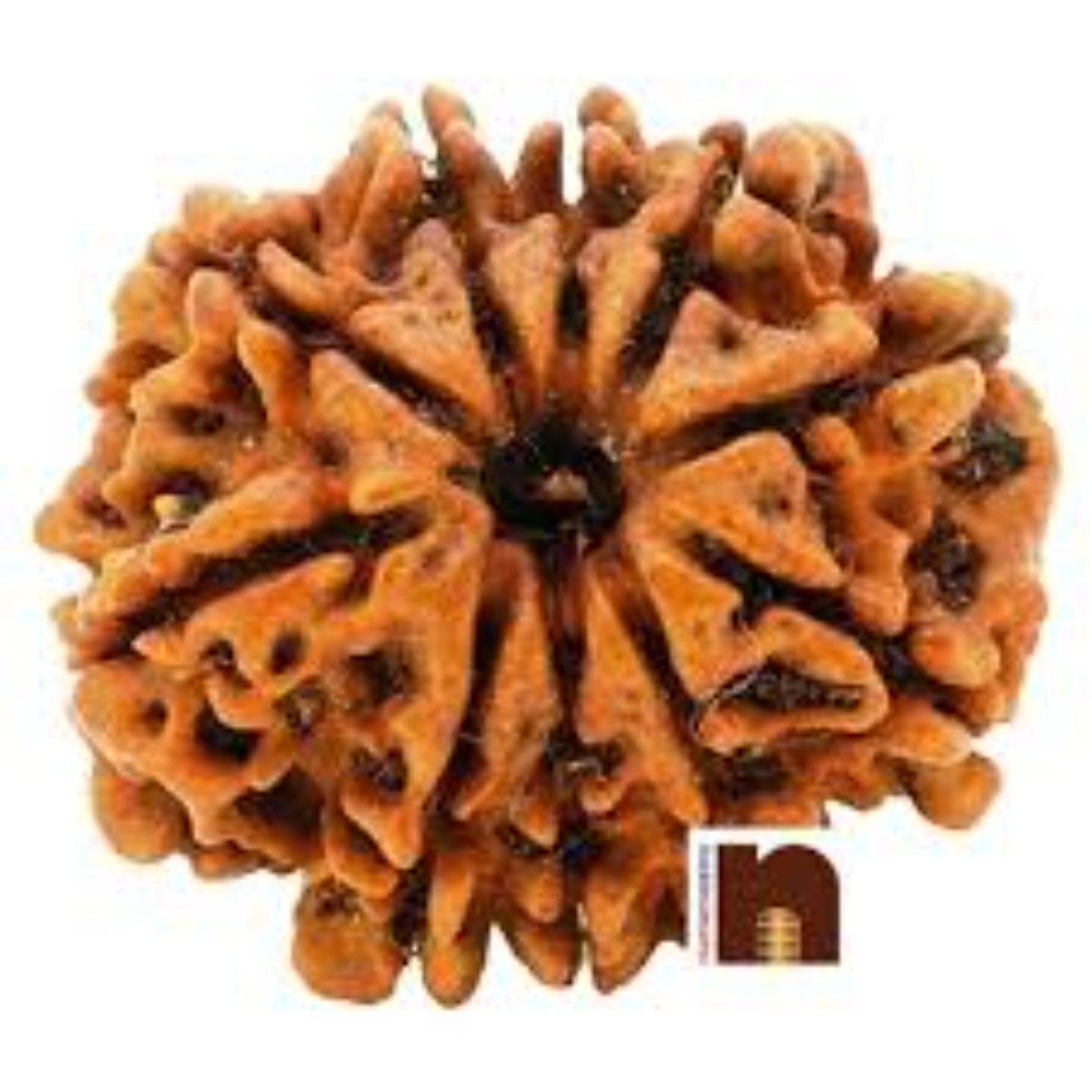 10 Mukhi Nepali Rudraksha