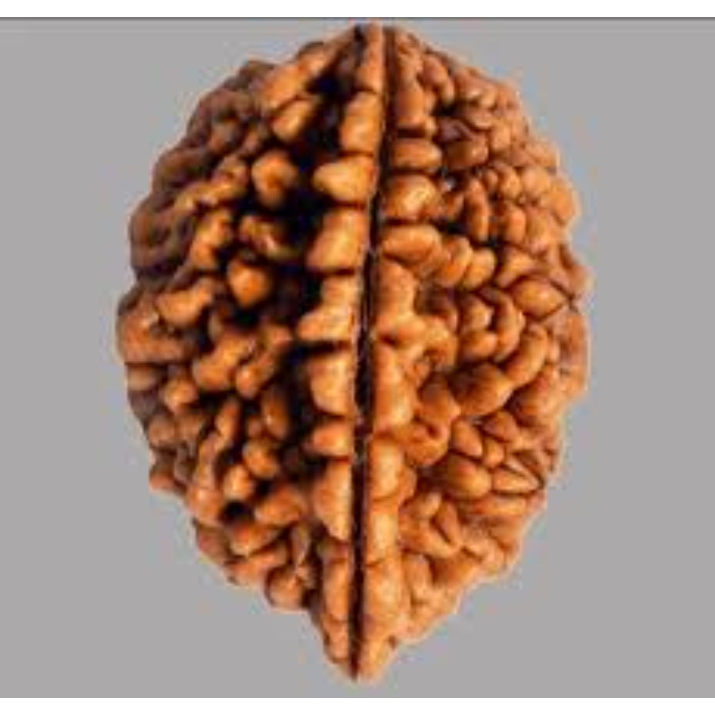 2 Mukhi nepali Rudraksha