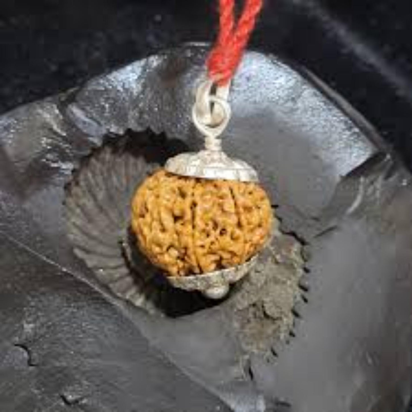 7 Mukhi Nepali Rudraksha
