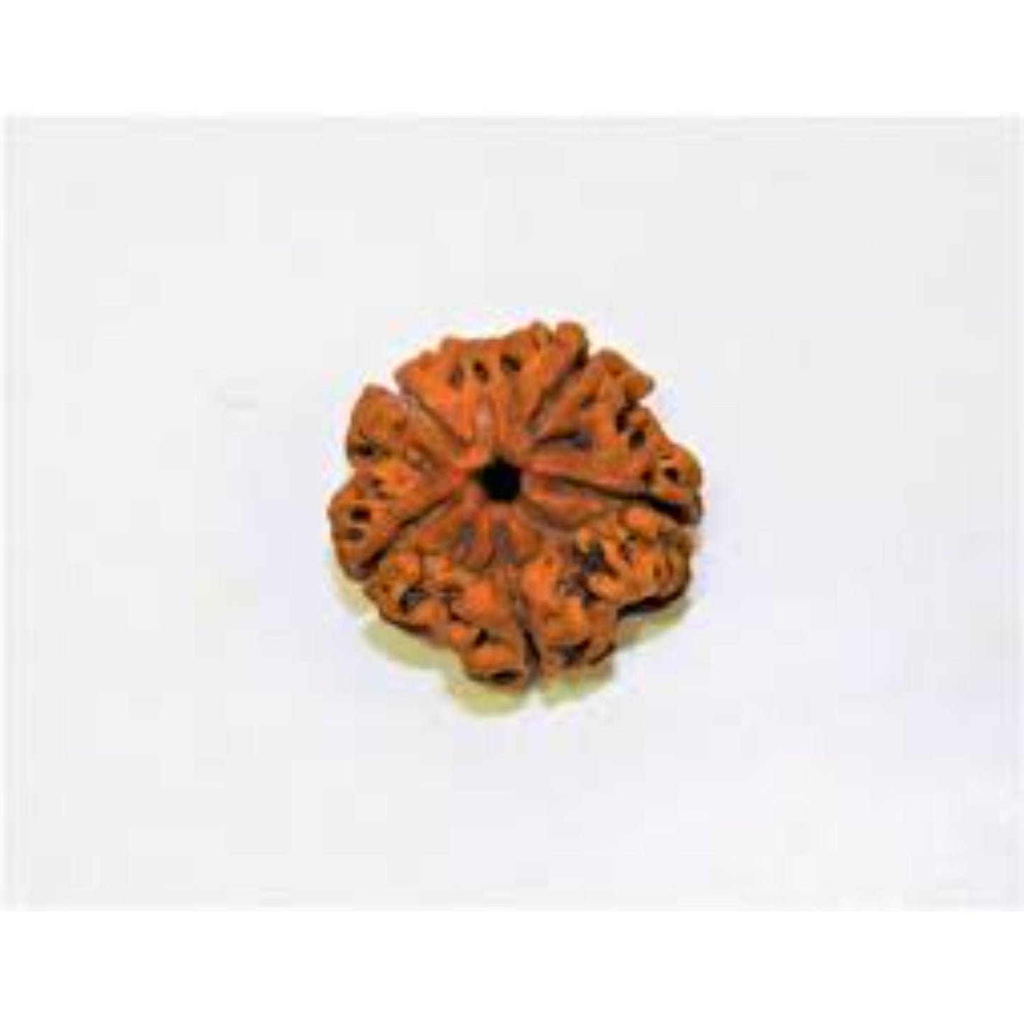 5 Mukhi Nepali Rudraksha