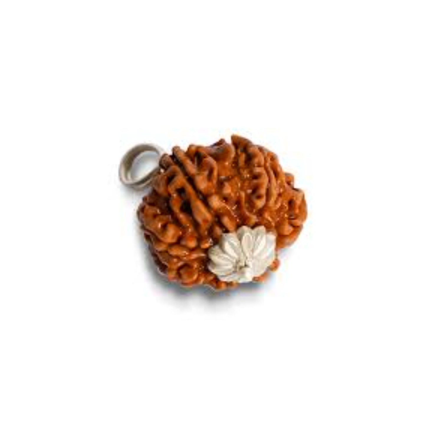 7 Mukhi Nepali Rudraksha