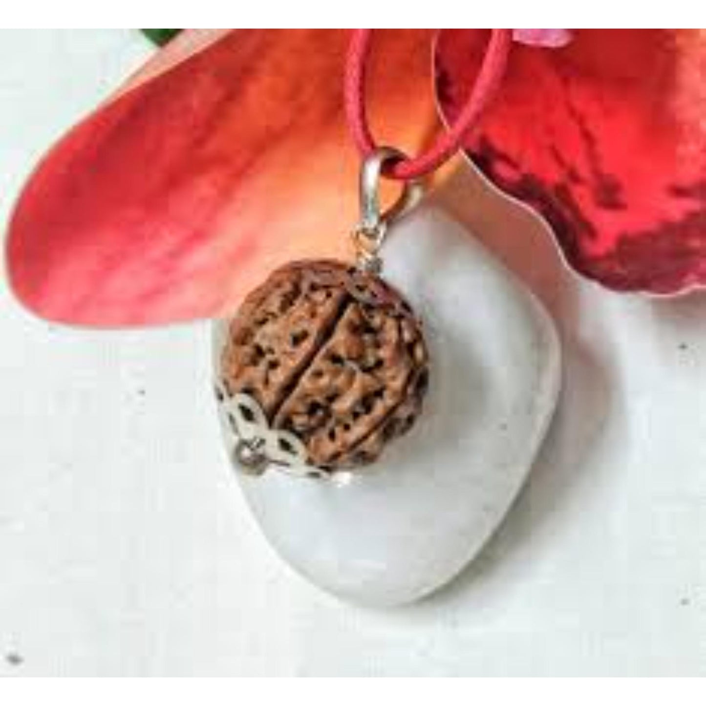 6 Mukhi Nepali Rudraksha