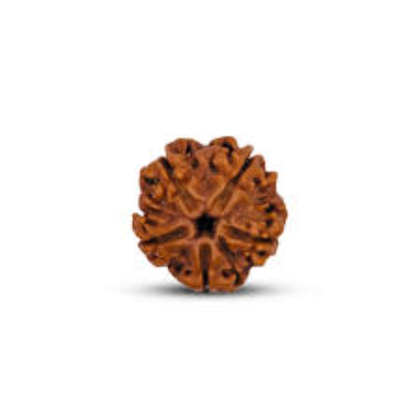 5 Mukhi Nepali Rudraksha