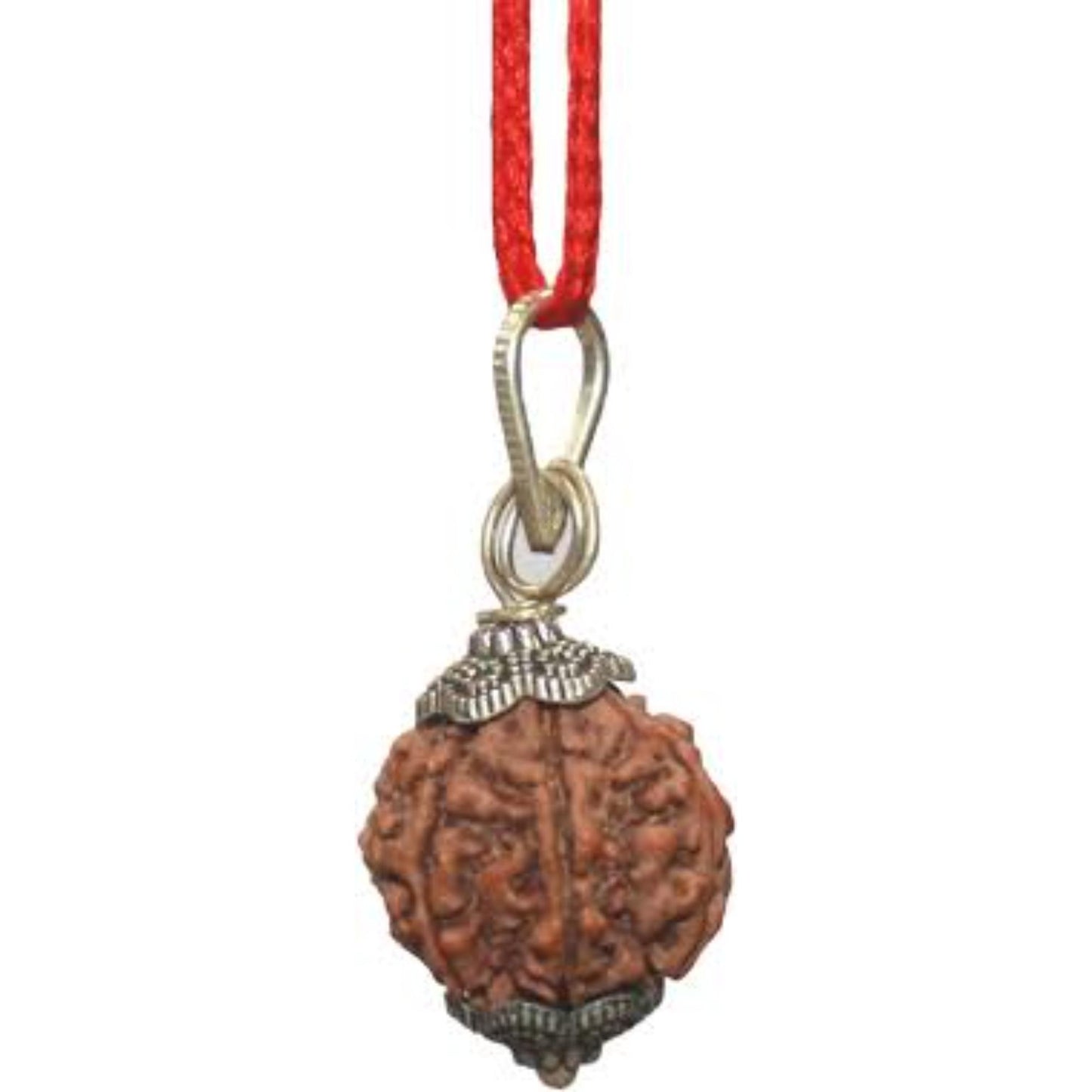 2 Mukhi nepali Rudraksha