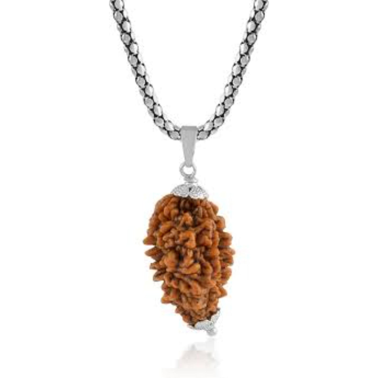 2 Mukhi nepali Rudraksha