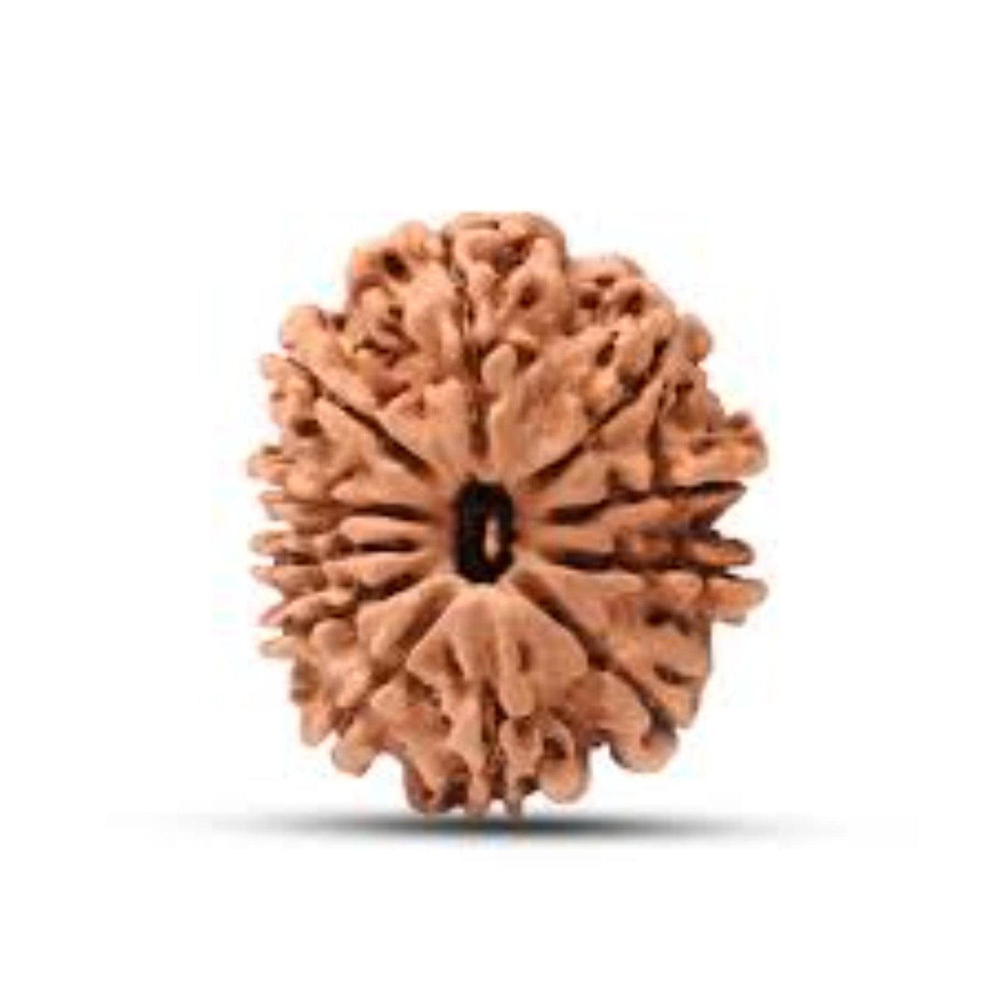 11 Mukhi_Nepali_Rudraksha