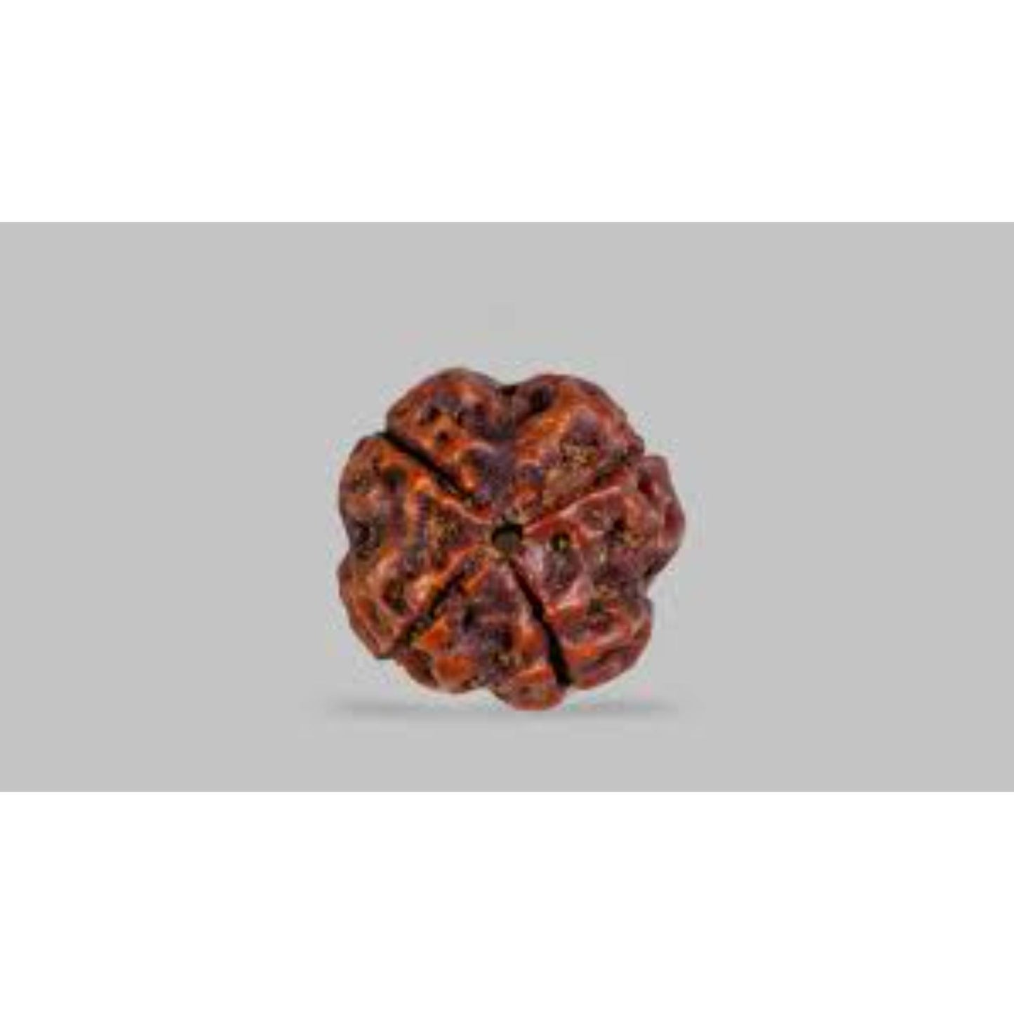 4 Mukhi Nepali Rudraksha