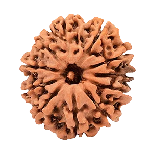 Eleven Mukhi Rudraksha