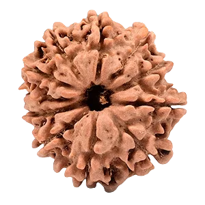 Eleven Mukhi Rudraksha