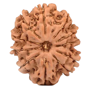 Eleven Mukhi Rudraksha