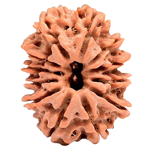 Twelve Mukhi Rudraksha