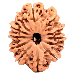 Twelve Mukhi Rudraksha