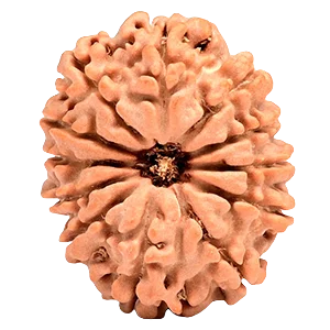 Twelve Mukhi Rudraksha