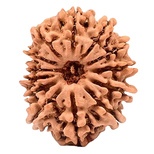 Thirteen Mukhi Rudraksha